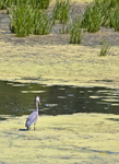 Great Blue Heron 3518